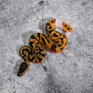 Black Head Enchi Pied
