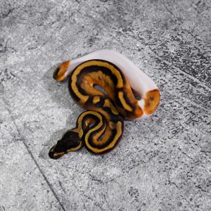 Mahogany Enchi Pied