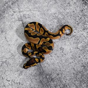Enchi 100% Het Pied
