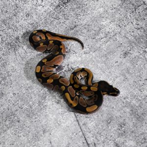 Normal 100% Het Hypo 66% Het Tri Stripe