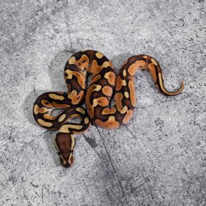 OD Enchi Cinnamon Fire 100% Het Hypo 66% Het Tri Stripe (HI)