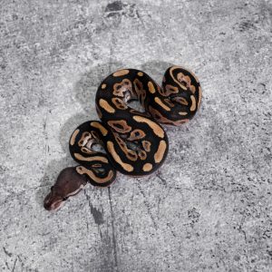 Cinnamon OD 100% Het Hypo 66% Het Tri Stripe (HI)