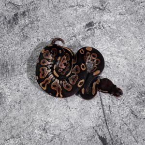 Cinnamon 100% Het Hypo 66% Het Tri Stripe