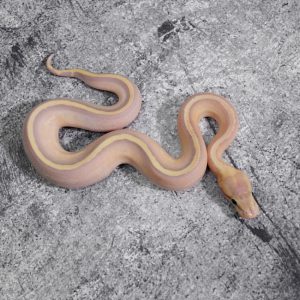 Banana Mojave Super Stripe 100% Het Clown Poss Enchi