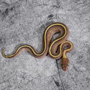 Mojave Super Stripe 100% Het Clown