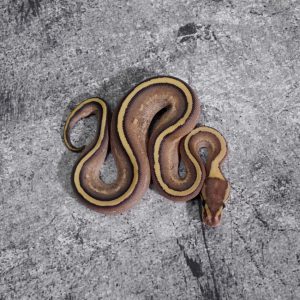 Mojave Super Stripe 100% Het Clown