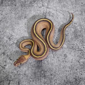 Enchi Mojave Super Stripe 100% Het Clown