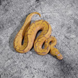 Banana Leopard Enchi Spider YB 100% DH Sunset Pied