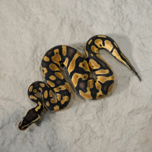 Chocolate Pastel 100% DH Desert Ghost Hypo