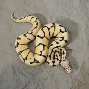Pastel Spider Desert Ghost 100% Het Hypo Poss Chocolate