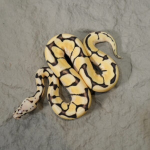 Pastel Spider Desert Ghost 100% Het Hypo Poss Chocolate