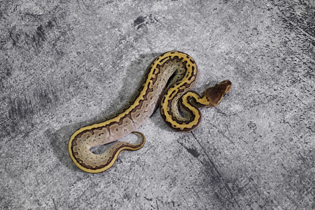 Pin Mojave YB 100 Het VPI Axanthic - DSC06828 