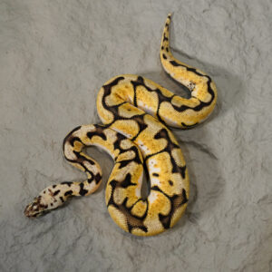 Chocolate Pastel Spider 100% DH  Desert Ghost Hypo