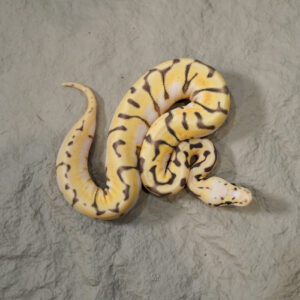 Chocolate Super Pastel Spider Desert Ghost Hypo