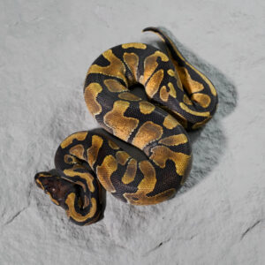 Enchi 66% Het Sunset 50% Het Pied