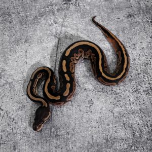 Cinnamon YB 100% DH Desert Ghost Pied