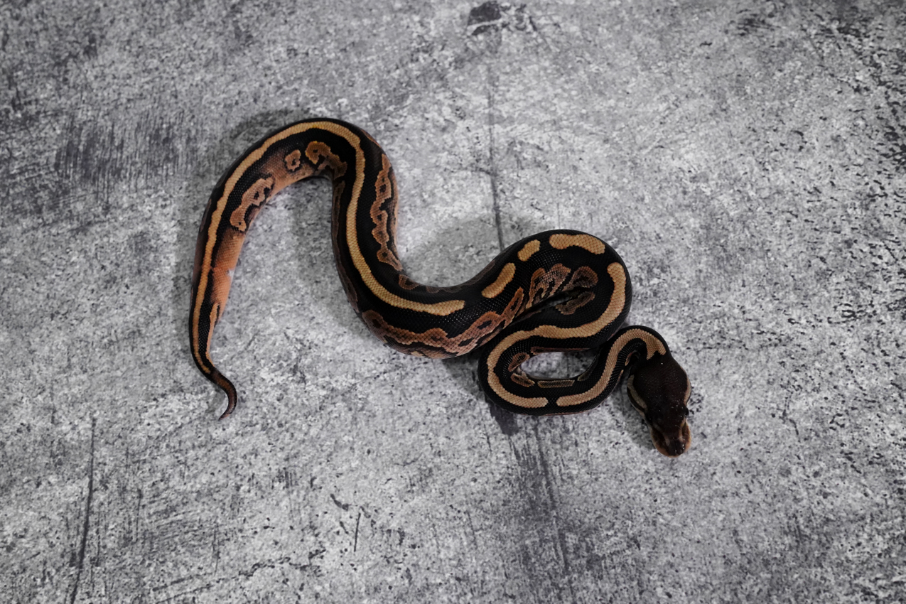 Cinnamon YB 100 DH Desert Ghost - DSC06846 