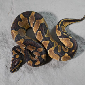 Enchi Cinnamon  66% Het Sunset 50% Het Pied