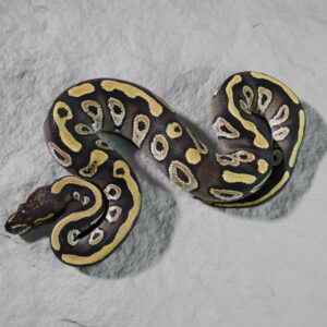 Mojave  66% Het Sunset 50% Het Pied Poss Cinnamon