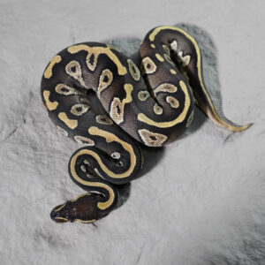 Cinnamon Mojave  66% Het Sunset 50% Het Pied