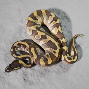 Mojave Enchi  66% Het Sunset 50% Het Pied