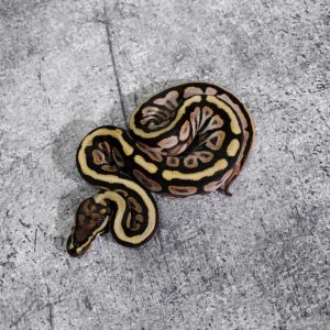 Spotnose Calico Mocha 100% Het Desert Ghost