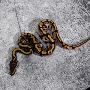 Spotnose Calico 100% Het Desert Ghost Poss Mocha