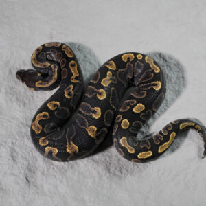 GHI 66% Het Clown Poss Lace