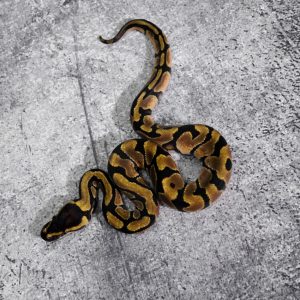 Enchi 100% Het Desert Ghost