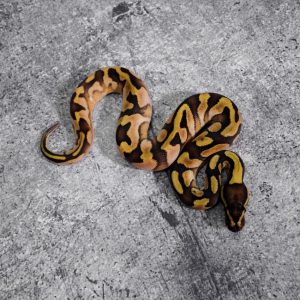 Calico Enchi Mocha 100% Het Desert Ghost