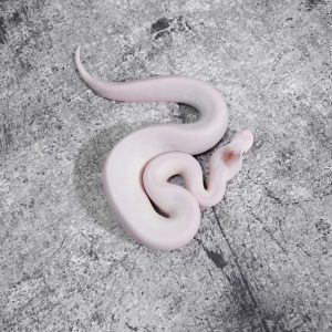 Huffman Special / Bamboo Pied (Small Eyes)