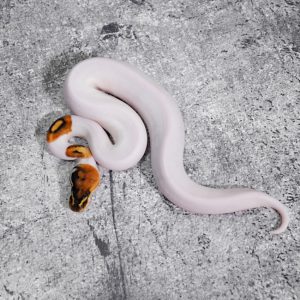Special Pied Poss Huffman