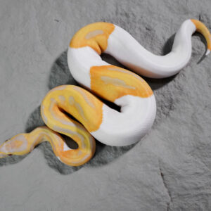Candy Pied