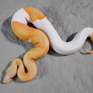 Candy Pied