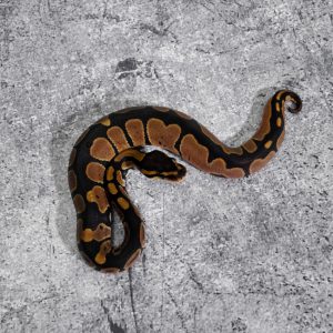 Huffman / Special 100% Het Pied