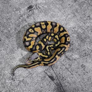 Huffman Special Pastel  100% Het Pied