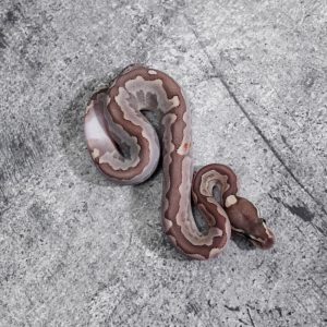 Bamboo Huffman Special 100% Het Pied