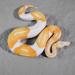 Candino / Albino Pied