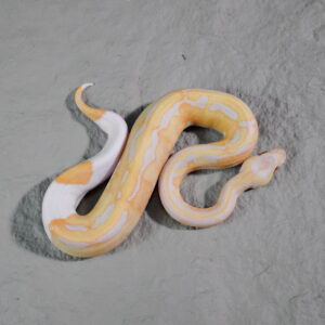 Candino  Pied