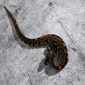 Leopard 100% Het Clown