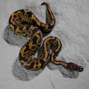 Leopard 100% DH Candy Clown