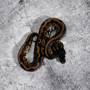 Black Head Red Gene Leopard 100% Het Clown Poss YB