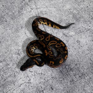 Black Head Red Gene Leopard YB 100% Het Clown