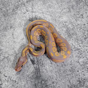 Banana Black Head Red Gene OD / YB 100% Het Clown