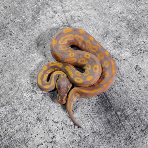 Banana Black Head Red Gene OD / YB 100% Het Clown
