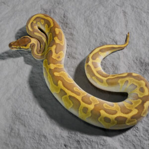 Mahogany Leopard Enchi Lesser 100% DH Candy Clown