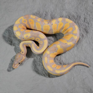 Banana OD 100% DH Clown Pied (HI)