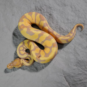OD Enchi Banana 100% DH Clown Pied (HI)