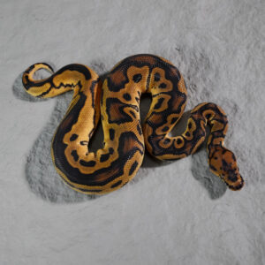 OD Clown 100% Het Pied (HI)
