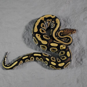 Cypress Vaniila 100% Het Clown Poss Asphalt
